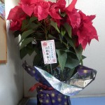 2012-12-14石井征二さんから大きなポインセチアを戴きました