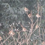 180128-075704-IMG_5001_R