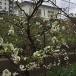 180318-103956-IMG_9291_R
