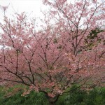 IMG_7971_R