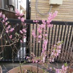 IMG_8397_R