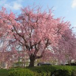 IMG_8403_R