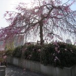 IMG_9002_R