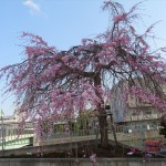 IMG_9026_R