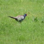 IMG_8191_R