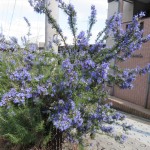IMG_8217_R