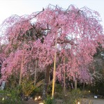 IMG_9186_R