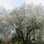 IMG_9249_R
