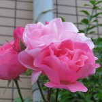 IMG_1141_R