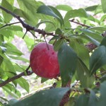 IMG_6374_R